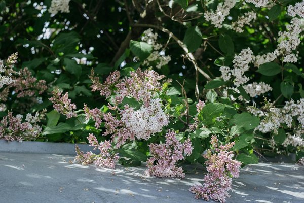 Transformation de la Sécurité à Domicile : Impact Innovant de la Domotique sur Votre Habitat